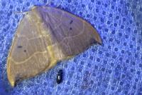 Watsonalla binaria