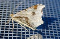 Macaria notata