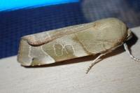 Noctua fimbriata