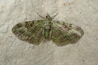 Pasiphila rectangulata