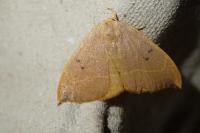 Watsonalla binaria