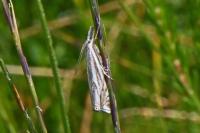 Crambus lathoniellus