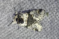 Furcula bicuspis