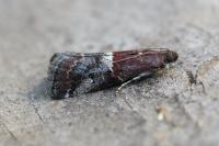Acrobasis marmorea