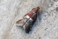 Acrobasis marmorea
