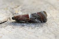 Acrobasis marmorea
