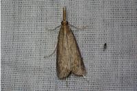 Schoenobius gigantella