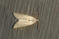 Acentria ephemerella