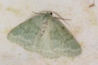 Pseudoterpna pruinata