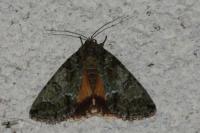 Polyphaenis sericata