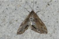Cataclysta lemnata