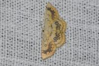 Cyclophora annularia