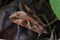 Autographa gamma