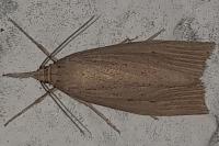 Chilo phragmitellus