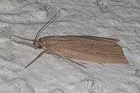 Chilo phragmitellus