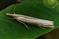 Crambus pascuella