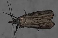 Chrysoteuchia culmella