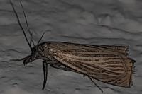 Chrysoteuchia culmella