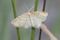 Idaea humiliata
