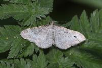 Perizoma albulata
