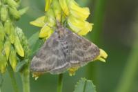 Pyrausta despicata