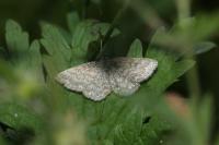 Scopula immorata