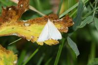 Udea austriacalis