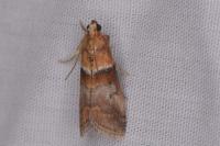 Acrobasis repandana