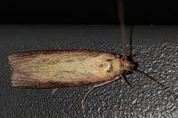 Oncocera semirubella