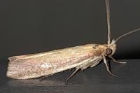 Oncocera semirubella