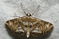 Cataclysta lemnata