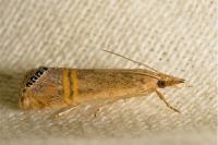 Euchromius ocellea