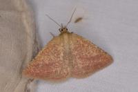 Aplasta ononaria