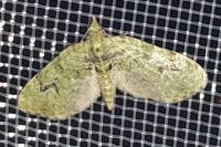 Chloroclystis v-ata