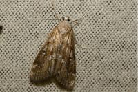 Parapoynx stratiotata