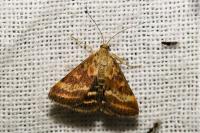 Pyrausta despicata