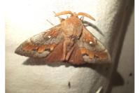 Dendrolimus pini pini
