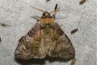 Tethea ocularis