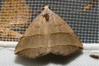 Colobochyla salicalis