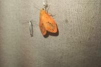 Miltochrista miniata
