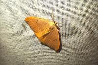 Watsonalla binaria