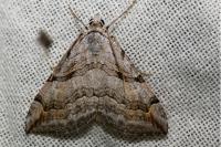 Aplocera efformata/plagiata