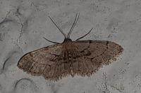 Idaea laevigata