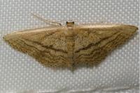Idaea mediaria