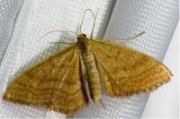 Idaea ochrata