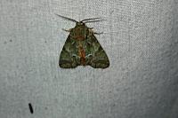 Polyphaenis sericata
