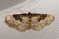 Idaea rusticata