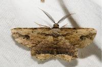 Menophra abruptaria
