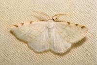 Stegania trimaculata