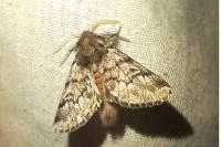 Thaumetopoea pityocampa